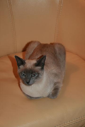 2007-06 Saphir 031.jpg
